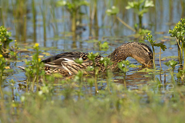 Stockente (Anas platyrhynchos)