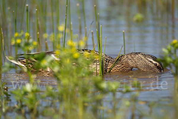 Stockente (Anas platyrhynchos)