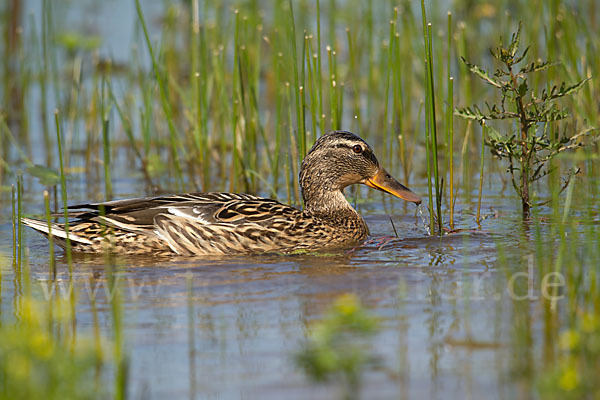 Stockente (Anas platyrhynchos)