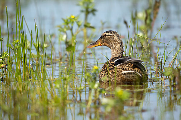 Stockente (Anas platyrhynchos)