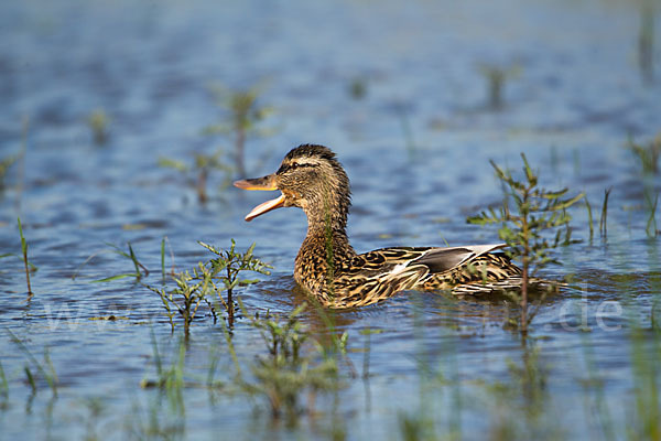 Stockente (Anas platyrhynchos)