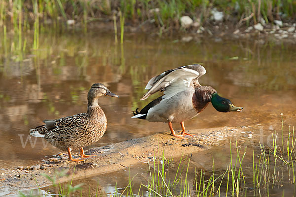 Stockente (Anas platyrhynchos)