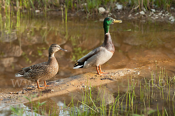 Stockente (Anas platyrhynchos)