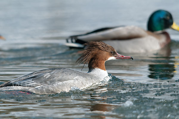 Stockente (Anas platyrhynchos)