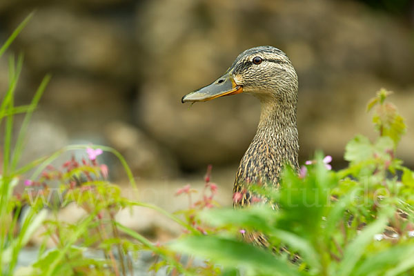 Stockente (Anas platyrhynchos)