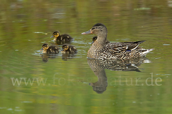 Stockente (Anas platyrhynchos)