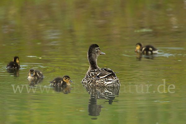 Stockente (Anas platyrhynchos)