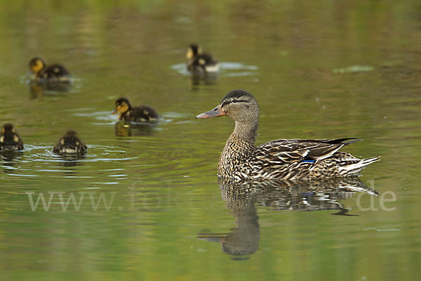 Stockente (Anas platyrhynchos)