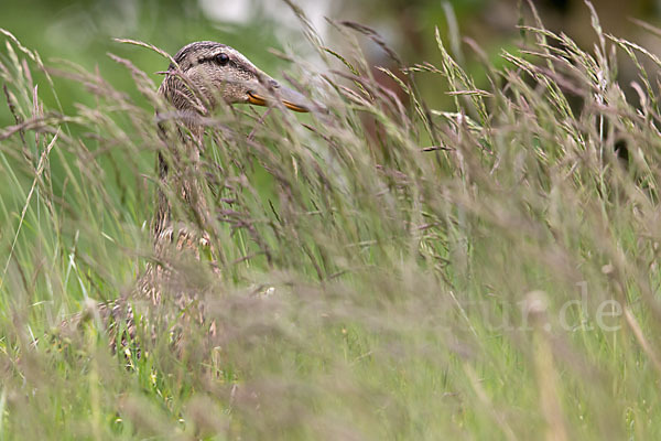 Stockente (Anas platyrhynchos)