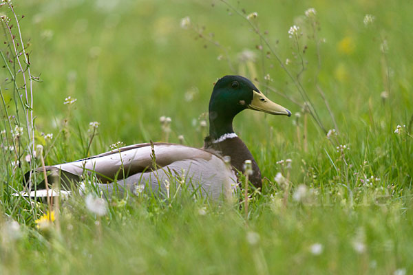 Stockente (Anas platyrhynchos)