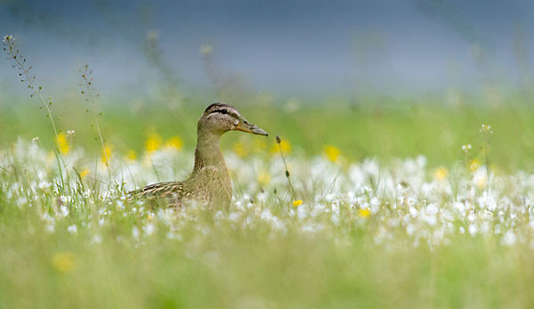 Stockente (Anas platyrhynchos)