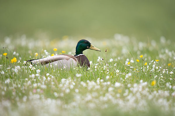 Stockente (Anas platyrhynchos)