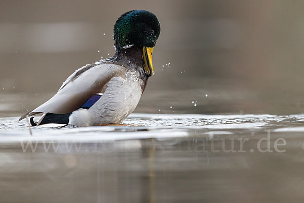 Stockente (Anas platyrhynchos)