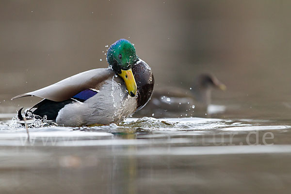 Stockente (Anas platyrhynchos)