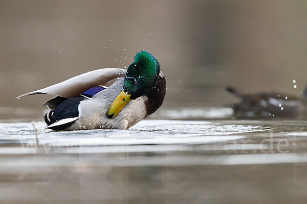 Stockente (Anas platyrhynchos)