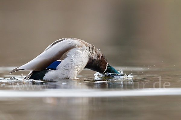 Stockente (Anas platyrhynchos)