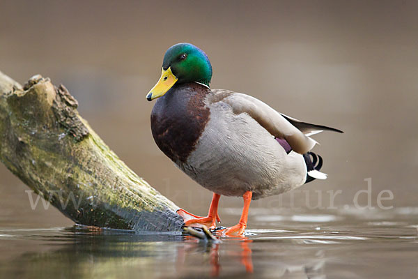 Stockente (Anas platyrhynchos)