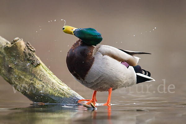 Stockente (Anas platyrhynchos)