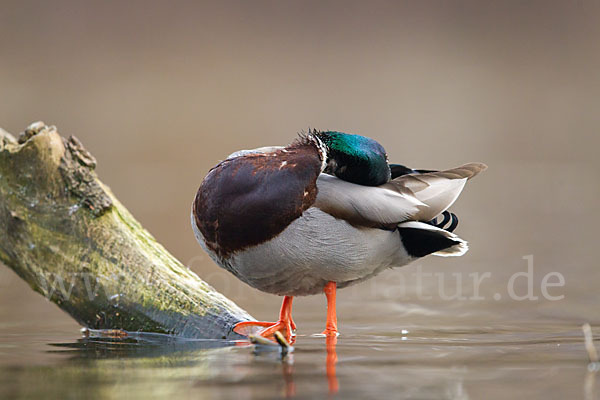 Stockente (Anas platyrhynchos)