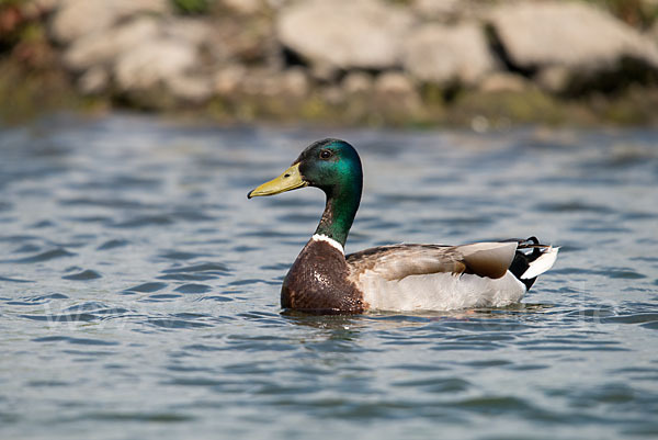 Stockente (Anas platyrhynchos)