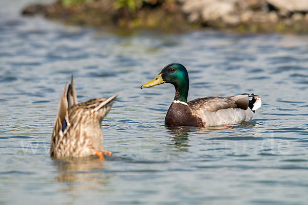 Stockente (Anas platyrhynchos)