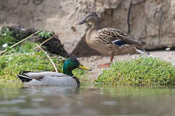 Stockente (Anas platyrhynchos)