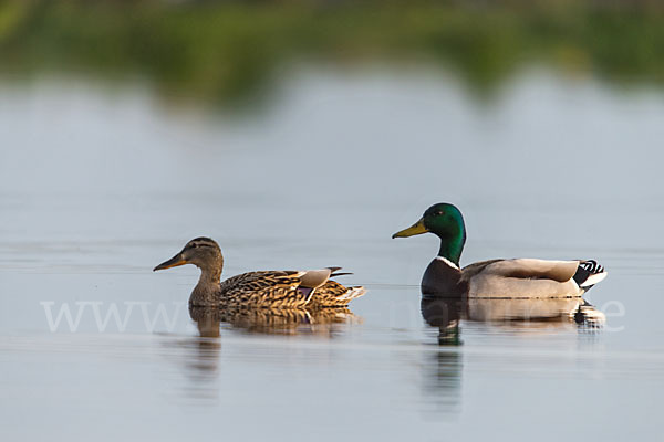 Stockente (Anas platyrhynchos)