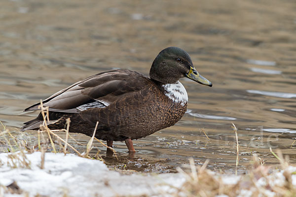 Stockente (Anas platyrhynchos)