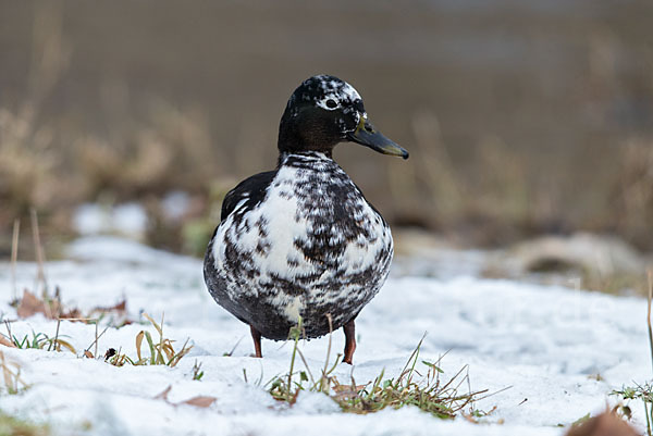 Stockente (Anas platyrhynchos)