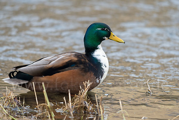 Stockente (Anas platyrhynchos)