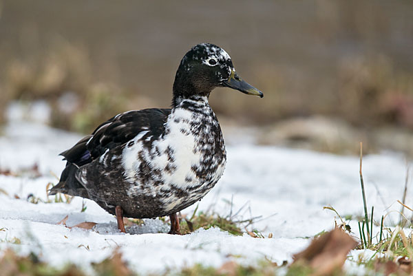 Stockente (Anas platyrhynchos)