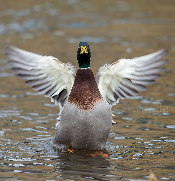 Stockente (Anas platyrhynchos)