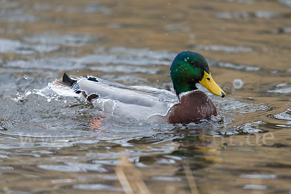 Stockente (Anas platyrhynchos)