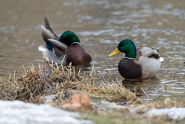 Stockente (Anas platyrhynchos)