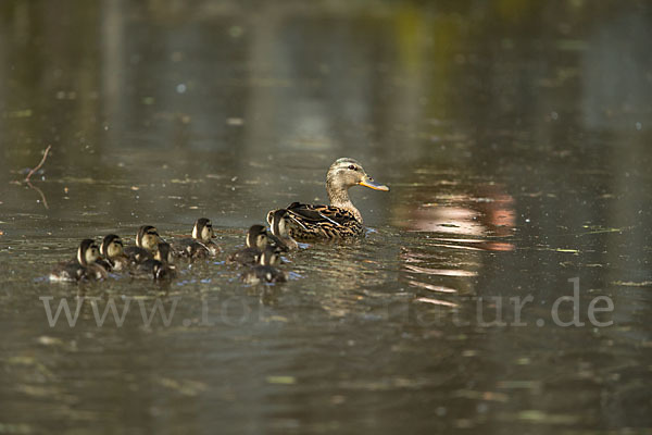 Stockente (Anas platyrhynchos)