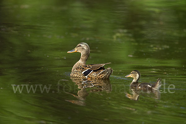 Stockente (Anas platyrhynchos)