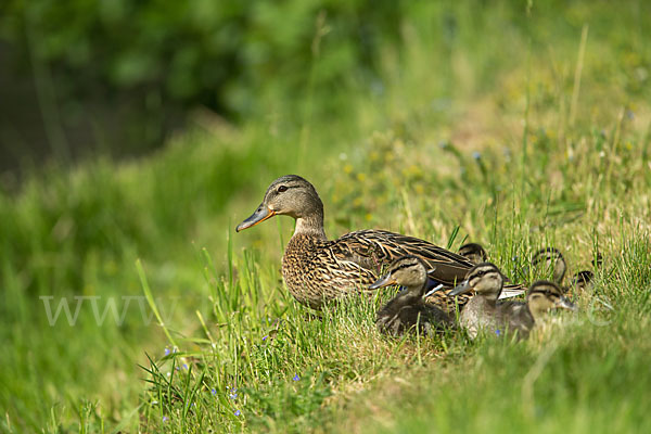 Stockente (Anas platyrhynchos)