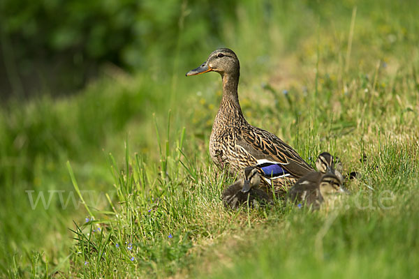 Stockente (Anas platyrhynchos)