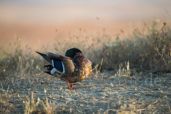 Stockente (Anas platyrhynchos)