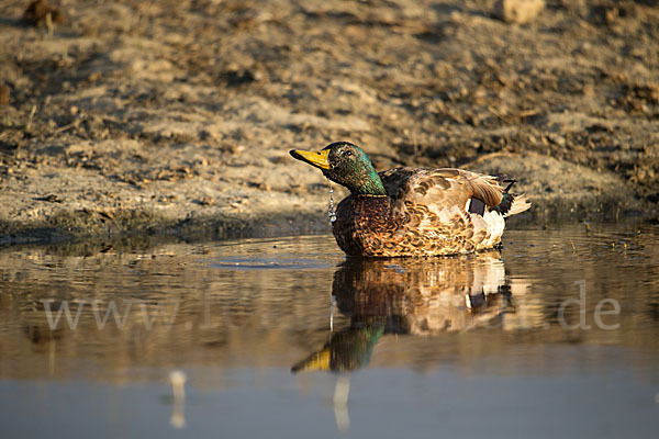 Stockente (Anas platyrhynchos)