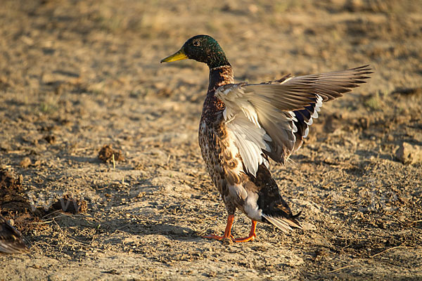 Stockente (Anas platyrhynchos)