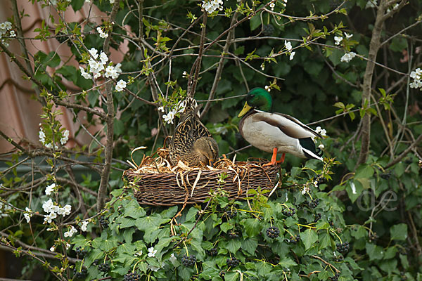 Stockente (Anas platyrhynchos)