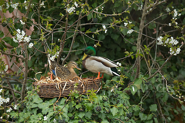 Stockente (Anas platyrhynchos)