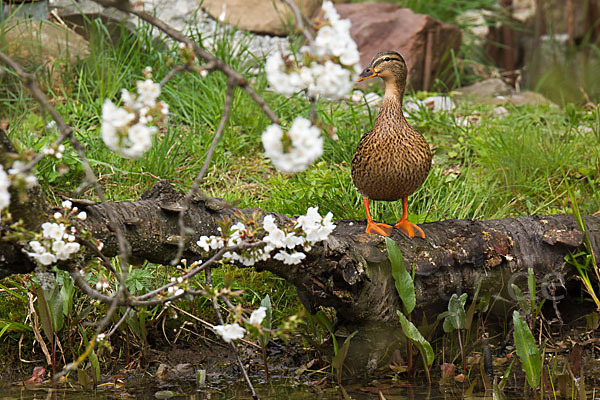 Stockente (Anas platyrhynchos)