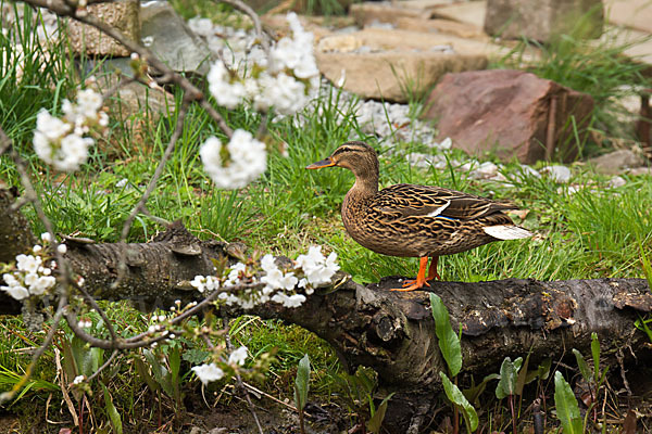 Stockente (Anas platyrhynchos)