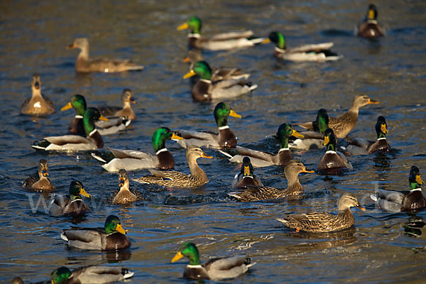 Stockente (Anas platyrhynchos)