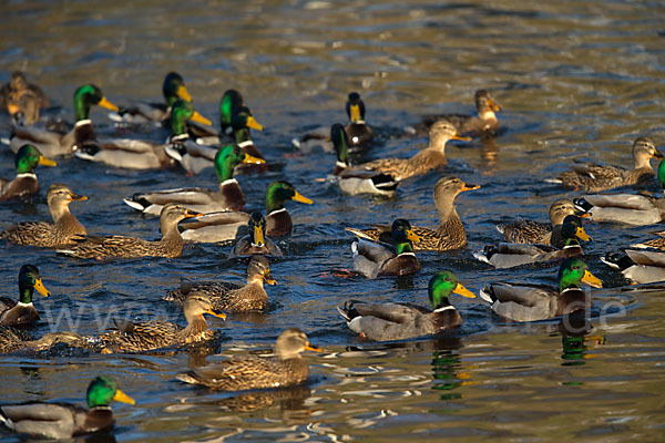 Stockente (Anas platyrhynchos)