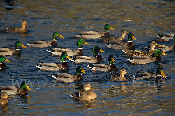 Stockente (Anas platyrhynchos)