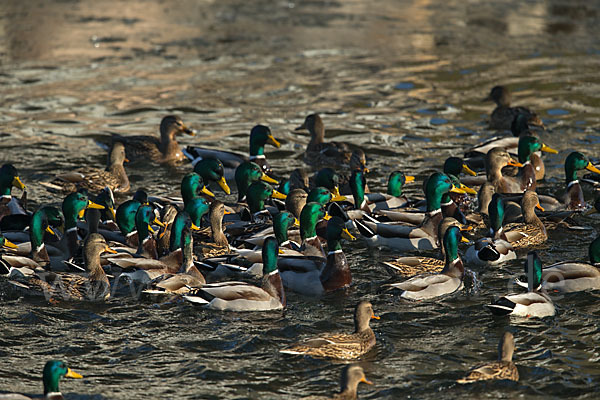 Stockente (Anas platyrhynchos)