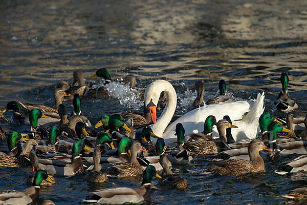 Stockente (Anas platyrhynchos)